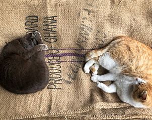 Knusse katten bij Vakantiehuis in Zonnemaire, een huiselijk gevoel in Zeeland.