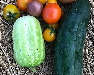 Verse groenten uit de tuin van Vakantiehuis in Zonnemaire, perfect voor gezonde maaltijden, Zeeland.