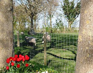 Unterkunft 601346 - Ferienhaus Schouwen-Duiveland - Vakantiehuis Camping Hofstede Zonnevliet - Safaritent