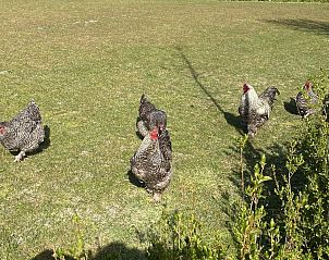 Unterkunft 602015 - Ferienhaus Schouwen-Duiveland - VZ277 Blokhut Ellemeet