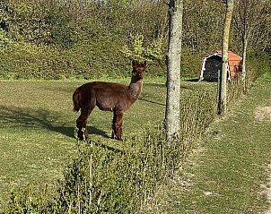 Unterkunft 602015 - Ferienhaus Schouwen-Duiveland - VZ277 Blokhut Ellemeet