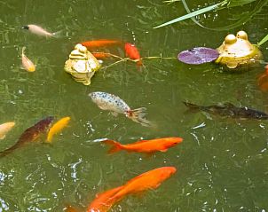 Unterkunft 610105 - Ferienhaus Tholen - Vakantiehuis Relax Chalet