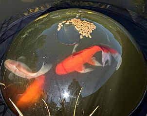 Unterkunft 610105 - Ferienhaus Tholen - Vakantiehuis Relax Chalet