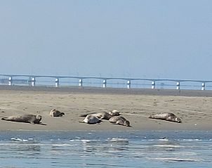 Guest house 610464 - Holiday property Tholen - Vakantiehuis Buurtweg 75