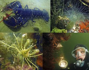 Guest house 610482 - Holiday property Tholen - Vakantiehuis 