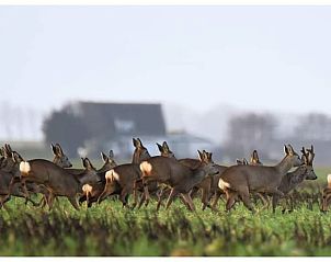 Unterkunft 611007 - Ferienhaus Tholen - Huisje in Scherpenisse