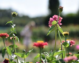 Bunte Blumen im Garten des Ferienhauses 'T Bloemenhof Koudekerke, Walcheren, Zeeland.