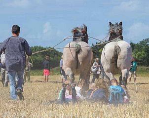 Lokale traditie met paarden in de omgeving van vakantiehuis ZE320 in Oostkapelle, Walcheren.