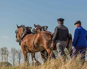 Paarden in actie in de omgeving van vakantiehuis ZE320 in Oostkapelle, Walcheren, voor een lokale ervaring.