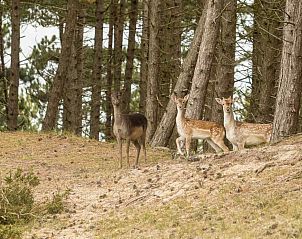Prachtige zonsondergang bij vakantiehuis ZE323, Oostkapelle, Walcheren, Zeeland.