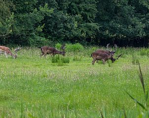 Uitzicht op het platteland vanaf de tuin van vakantiehuis ZE1548, Oostkapelle.