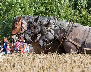 Guest house 6202177 - Holiday property Walcheren - ZE1516