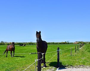 Uitzicht op groene weilanden bij VZ118 Appartement Oostkapelle, perfect voor natuurliefhebbers in Zeeland.