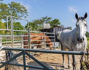Paarden in de wei bij vakantiehuis ZE187, Oostkapelle, Walcheren, perfecte landelijke setting.