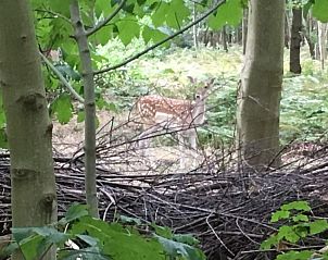 Verblijf 620446 - Vakantiewoning Walcheren - Villa Vacuna