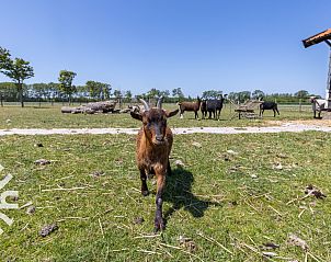 Farm animals near vacation home ZE583 in Vrouwenpolder, Walcheren, ideal for a rural experience in Zeeland.
