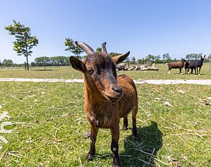 Guest house 620916 - Holiday property Walcheren - ZE581