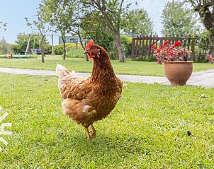 Ruime tuin met terras bij ZE587 vakantiehuis in Vrouwenpolder, Walcheren.