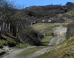 Natural environment near Holiday home in Vrouwenpolder, Walcheren, Zeeland with wild horses.