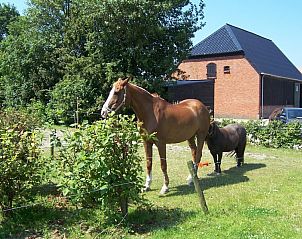 Verblijf 621019 - Tenthuis Walcheren - Minicamping Hoekvliet