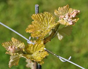 Unterkunft 621110 - Ferienhaus Walcheren - Vakantiehuis in Serooskerke (Walcheren)