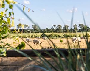 Schapen in het veld naast Vakantiehuisje in Middelburg, Walcheren, Zeeland.