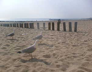 Guest house 621601 - Chalet Walcheren - vakantieverblijf uit en thuis