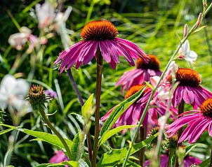 Verblijf 621602 - Vakantiewoning Walcheren - Vakantiehuis in Biggekerke