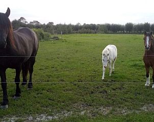 Lndliche Umgebung des Ferienhauses in Ritthem, Walcheren, Zeeland mit weidenden Pferden auf der Wiese.