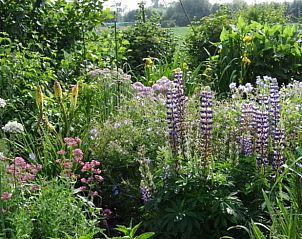 Blhender Garten im Ferienhaus in Ritthem, Walcheren, Zeeland mit bunten Blumen und grnen Pflanzen.