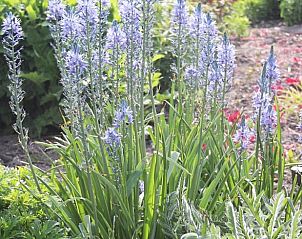 Naturgarten am Ferienhaus in Ritthem, Walcheren, Zeeland mit schnen lila Blumen.