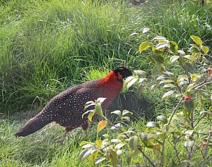 Vogel im Garten des Ferienhauses in Ritthem, Walcheren, Zeeland, umgeben von Grn und Blumen.