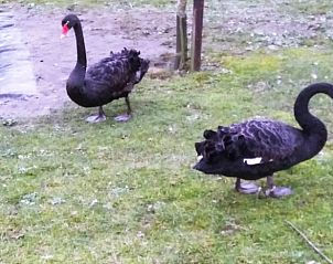 Schwarze Schwne in der Nhe eines Ferienhauses in Ritthem, Walcheren, Zeeland, in der Nhe eines Teiches.