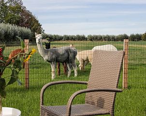 Blick auf Alpakas von der Terrasse des Ferienhauses in Ritthem, Walcheren, Zeeland.