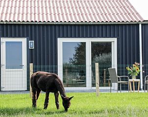 Alpaka auf der Weide vor einem Ferienhaus in Ritthem, Walcheren, Zeeland.