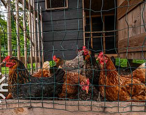 Luchtfoto van vakantieaccommodatie ZE138 in Grijpskerke, Walcheren, omgeven door natuur en groen.