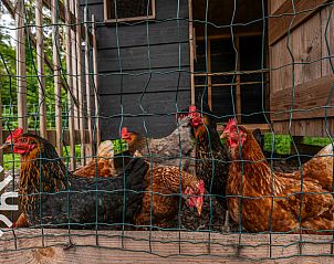 Guest house 622429 - Holiday property Walcheren - ZE042