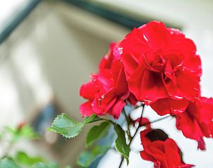 Guest house 623018 - Holiday property Walcheren - Zeeroos