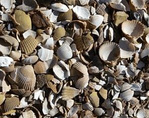 Unterkunft 630157 - Ferienhaus Zeeuws-Vlaanderen - Huisje in Breskens