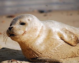 Guest house 630363 - Holiday property Zeeuws-Vlaanderen - Huisje in Nieuwvliet-Bad