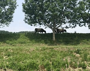 Guest house 630708 - Holiday property Zeeuws-Vlaanderen - Vakantiehuis in Schoondijke