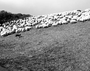 Guest house 630709 - Holiday property Zeeuws-Vlaanderen - Vakantiehuis in Schoondijke