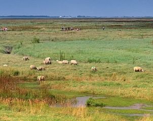 Guest house 631108 - Holiday property Zeeuws-Vlaanderen - Vakantiehuisje in Graauw