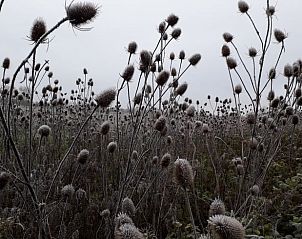 Unterkunft 631613 - Ferienhaus Zeeuws-Vlaanderen - Vakantiehuis in Nieuwvliet