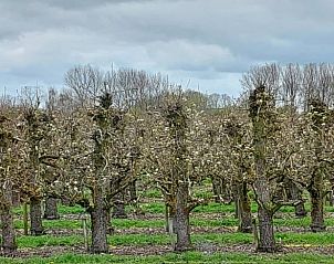 Guest house 632106 - Chalet Zeeuws-Vlaanderen - Vakantiehuisje in Hengstdijk
