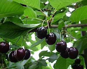 Guest house 632106 - Chalet Zeeuws-Vlaanderen - Vakantiehuisje in Hengstdijk