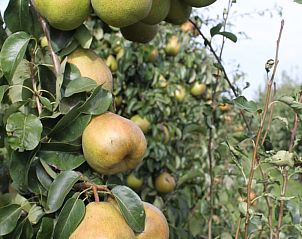 Guest house 632106 - Chalet Zeeuws-Vlaanderen - Vakantiehuisje in Hengstdijk