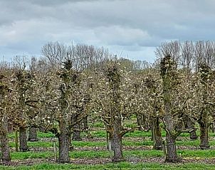 Guest house 632110 - Holiday property Zeeuws-Vlaanderen - Vakantiehuis in Hengstdijk