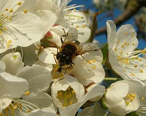 Guest house 632110 - Holiday property Zeeuws-Vlaanderen - Vakantiehuis in Hengstdijk