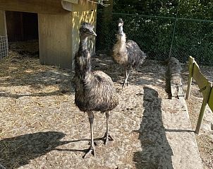 Guest house 632206 - Holiday property Zeeuws-Vlaanderen - VZ100 Chalet Ossenisse